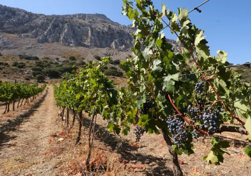 A vineyard in Antequera, Málaga