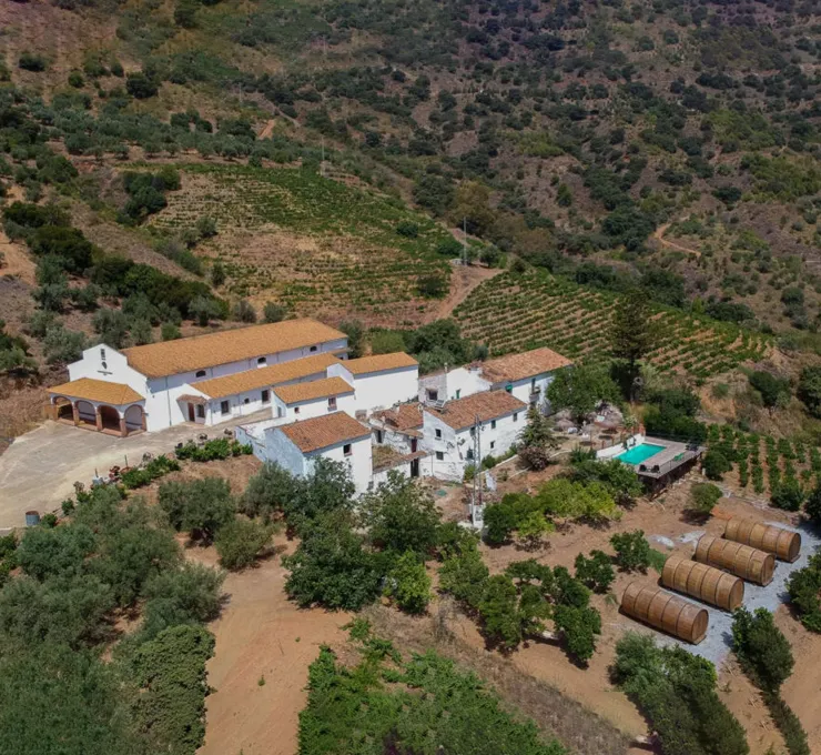 Vineyard of Antigua Casa de Guardia Bodega in Malaga
