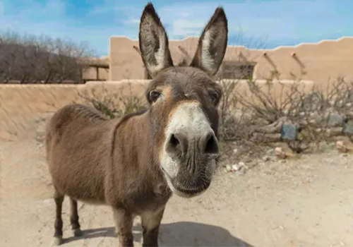 A donkey in a vineyard