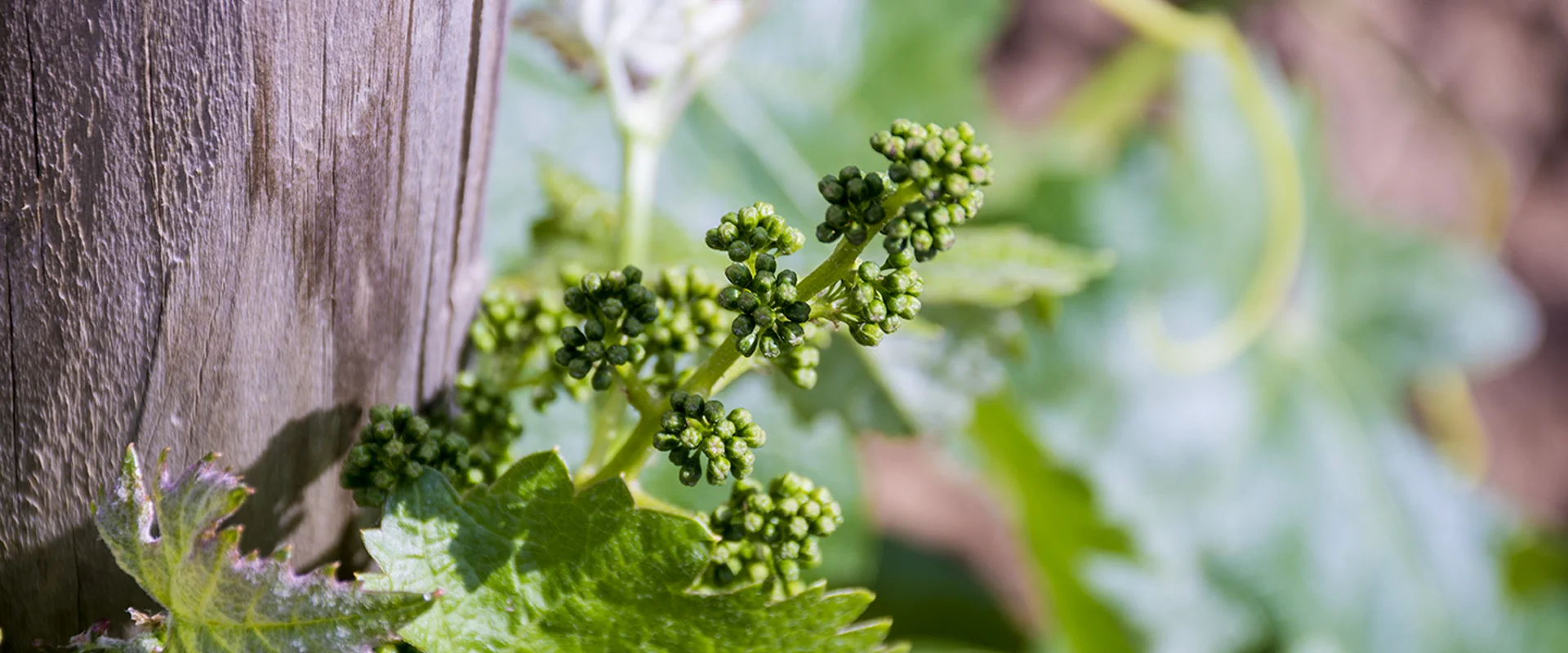 Grape bunches in their early stages at the Bodegas Excelencia vineyard in Ronda