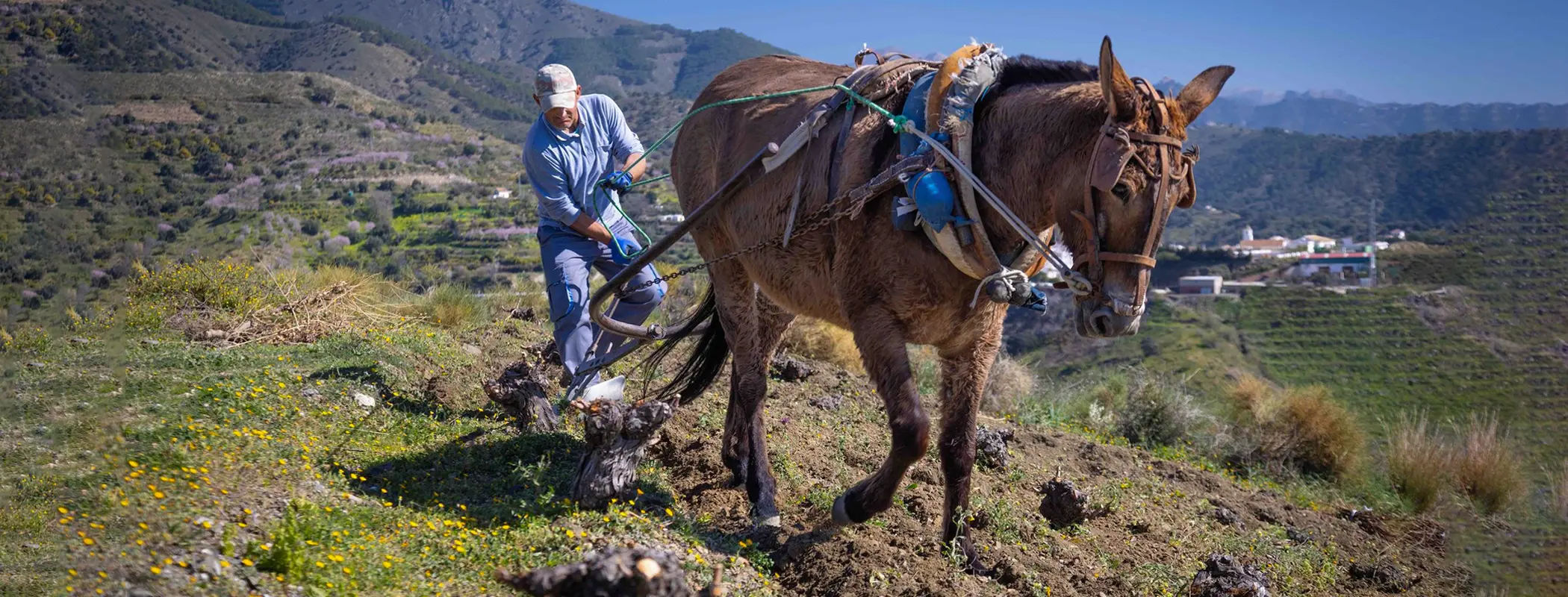 A donkey working in a vineyard in Málaga's Axarquía region