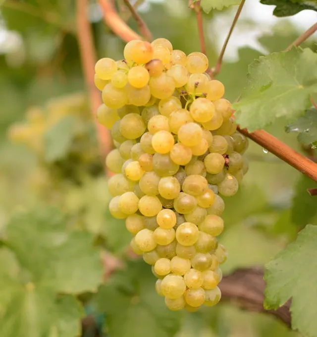 Moscatel de Alejandría grapes