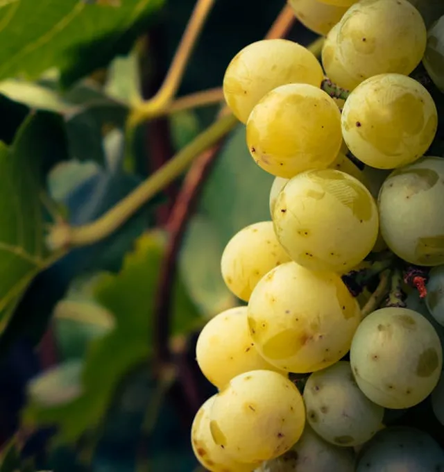 Pedro Ximenez grapes