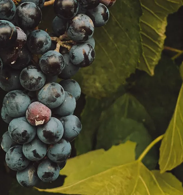 Petit Verdot grapes