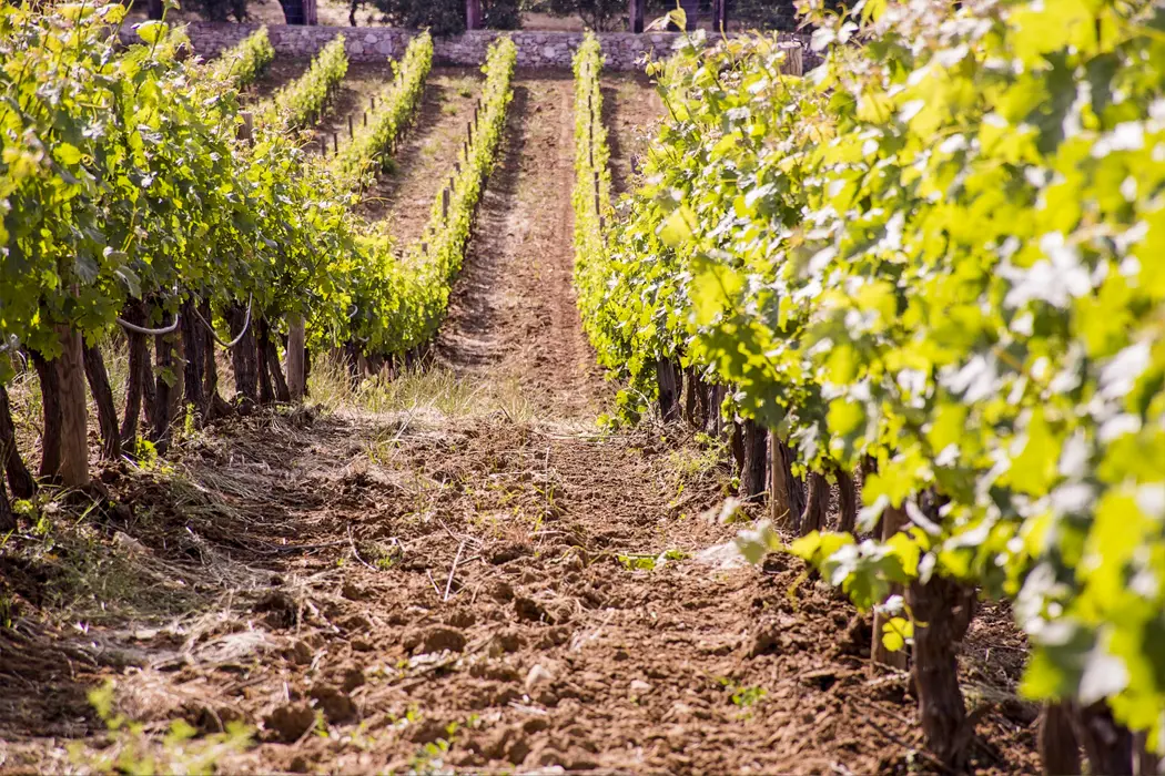 A photo of the vineyard at Bodegas Excelencia in Ronda