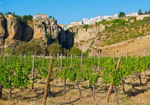 A vineyard in Ronda, Spain