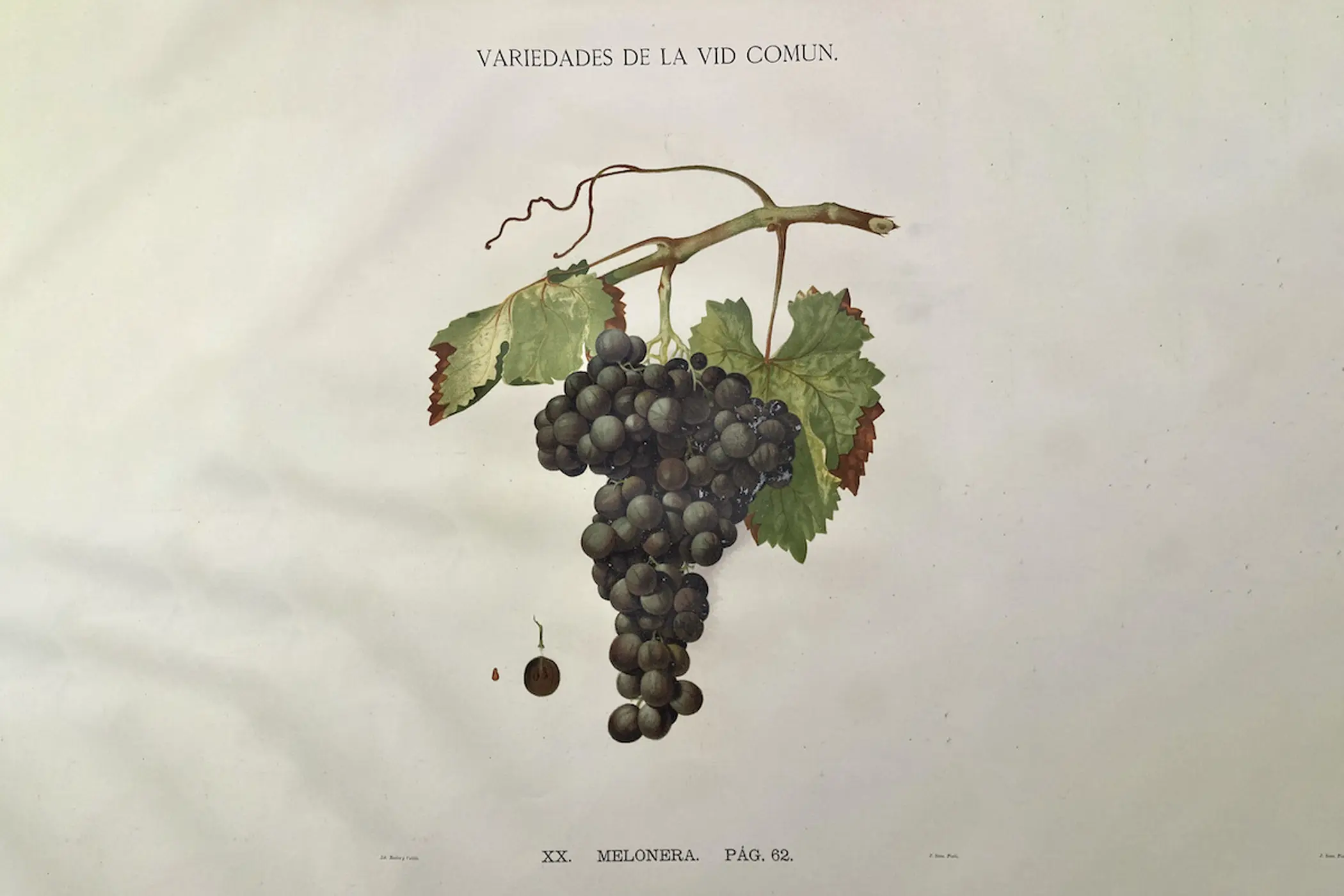 A photograph of Simón de Rojas Clemente y Rubio's illustration of the melonera grape