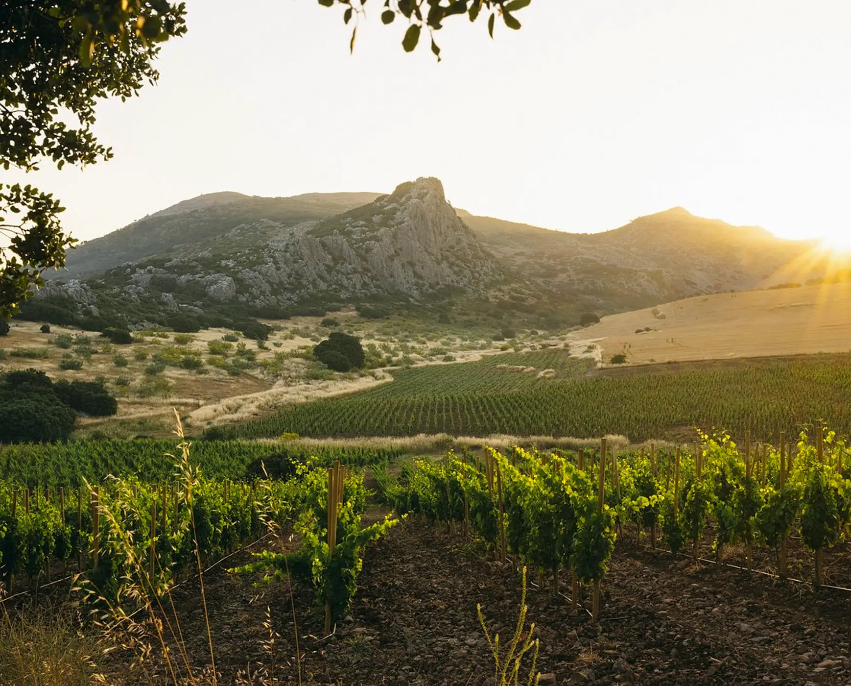 A view of the vineyards at Cortijo Los Aguilares in Ronda