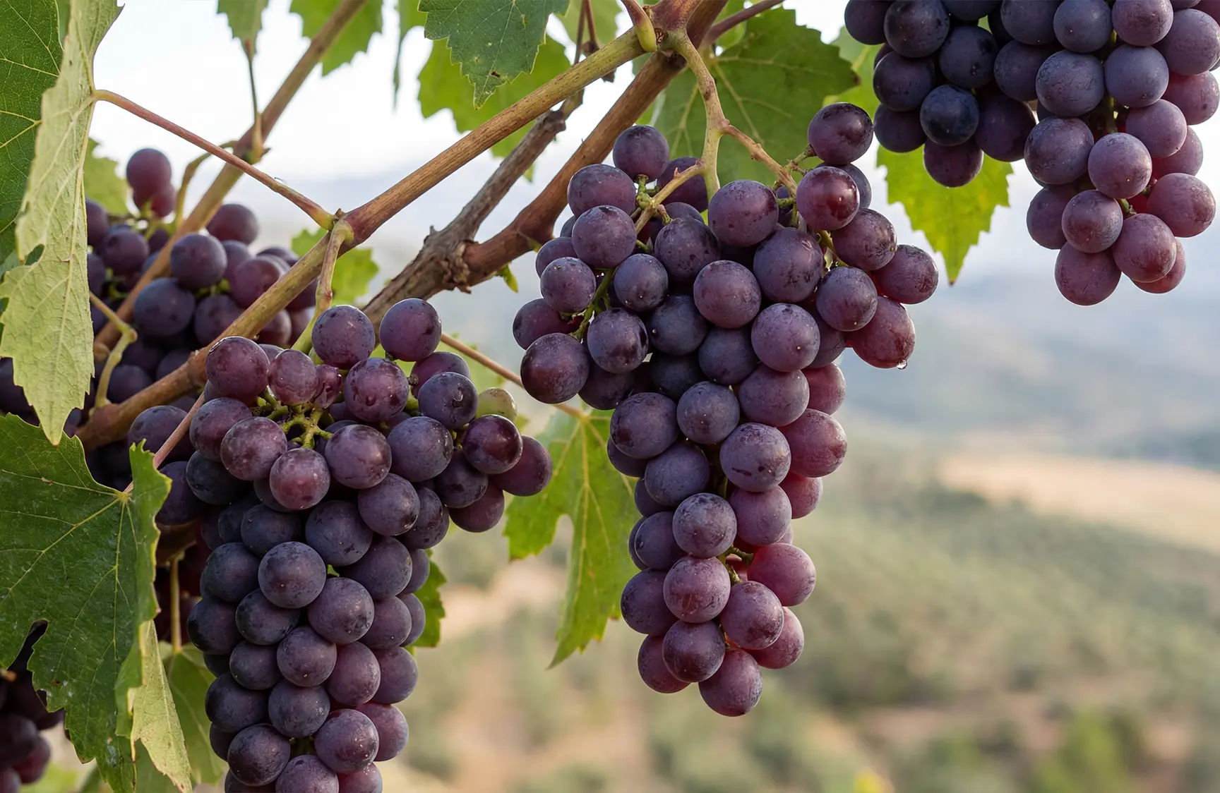 Pinot Noir grapes in Andalusia