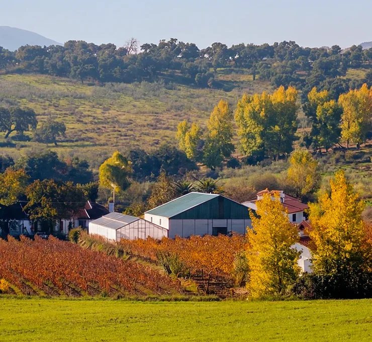 Vineyard of Bodega F. Schatz in Ronda, Spain