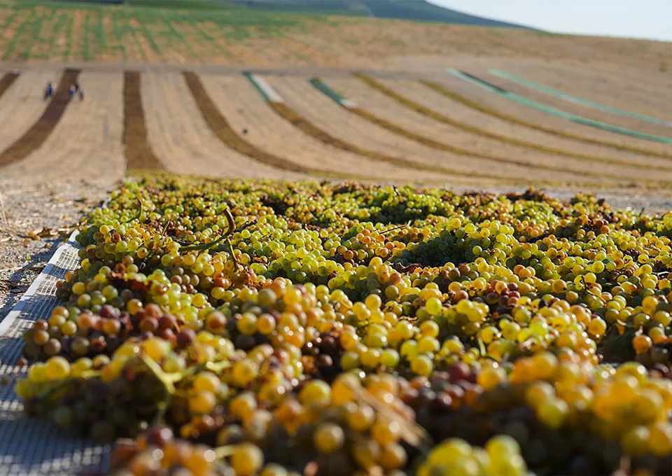 Grapes drying in the sun in the vineyard of the Alvear winery in Montilla-Moriles