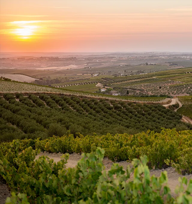 A photo of the vineyard at Bodega Alvear in Montilla-Moriles