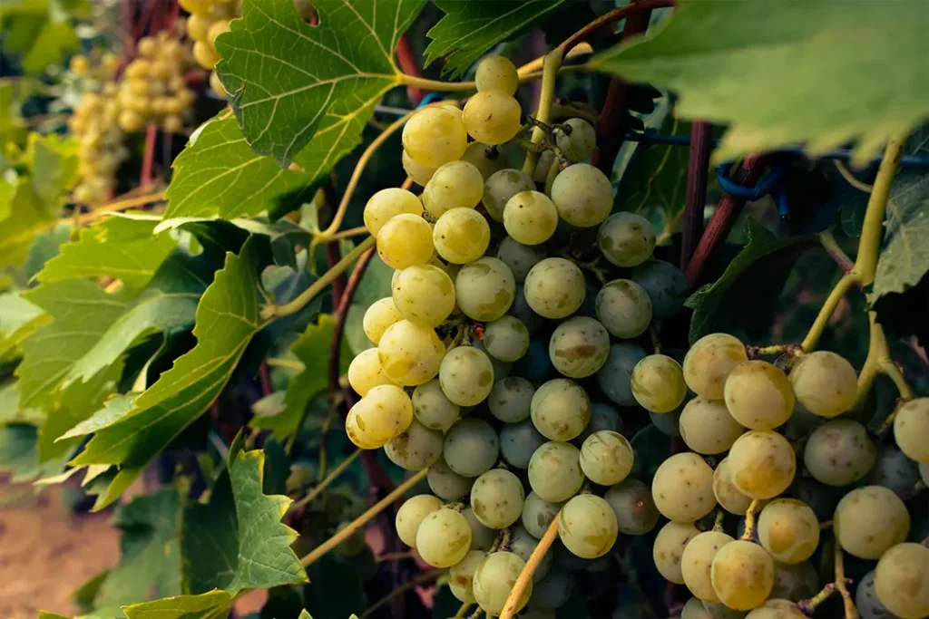 Pedro Ximenez grapes