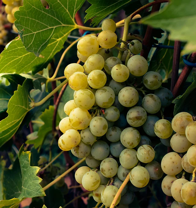 pedro ximenez grapes close up