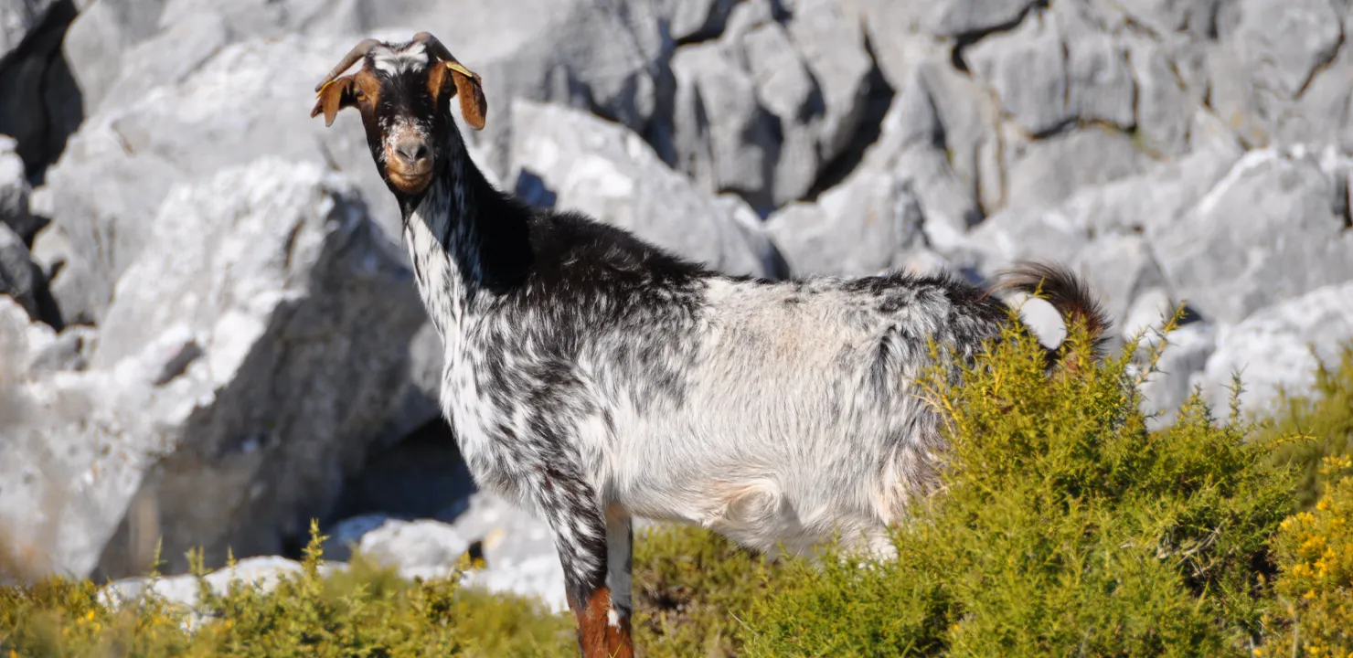 A spanish payoya goat